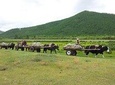 12 Days EXPLORE THE BEAUTY OF NORTHERN MONGOLIA WITH DANSHIG RELIGIOUS
