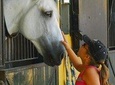 Carthusian Stud private – Yeguada de la Cartuja