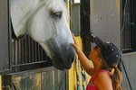Carthusian Stud private – Yeguada de la Cartuja