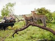 Half Day Safari at Yala National Park From Yala / Tissamaharama