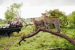 Half Day Safari at Yala National Park From Yala / Tissamaharama