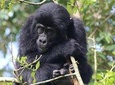 6 Day Gorillas, Golden Monkeys and Chimp Trek at Kibale National Park