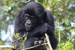 6 Day Gorillas, Golden Monkeys and Chimp Trek at Kibale National Park