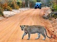 Half Day Safari at Yala National Park From Hambantota