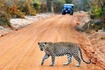 Half Day Safari at Yala National Park From Hambantota