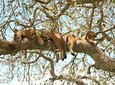 4 Day Gorillas, Wildlife and Chimpanzee Trek at Kibale National Park