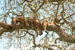 4 Day Gorillas, Wildlife and Chimpanzee Trek at Kibale National Park