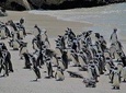 Supersaver: Cape of Good Hope and Cape Point Day Tour from Cape Town