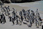 Supersaver: Cape of Good Hope and Cape Point Day Tour from Cape Town