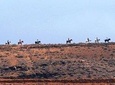 Horseback Riding in Fuerteventura for 1 hour, Spain 