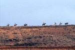 Horseback Riding in Fuerteventura for 1 hour, Spain 