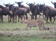 Safari in Tanzania December - April, the great migration of the Serengeti
