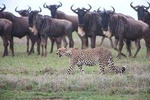 Safari in Tanzania December - April, the great migration of the Serengeti
