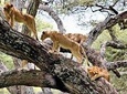 Lake Manyara Full Day Tour From Arusha