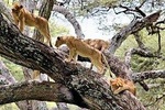 Lake Manyara Full Day Tour From Arusha