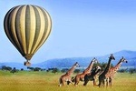 11 Days: Tanzania &Rwanda Safaris (great migration and air balloon)