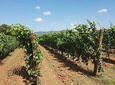 Wine Tasting Experience in San Gimignano Area with 4 wines in a typical winery