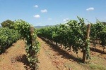 Wine Tasting Experience in San Gimignano Area with 4 wines in a typical winery