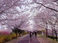 Daejeo Ecological Park+Sanrak Sakura Tunnel+HaeundaeDalmajiRoad(depart fr Busan)