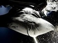 Late Night Manta Snorkel