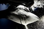 Late Night Manta Snorkel