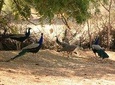 Southern Pakistan Tour:UNESCO World Heritage Trail 