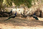 Southern Pakistan Tour:UNESCO World Heritage Trail 