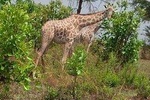 3 Days, Mikumi National park safari, by private transfer