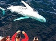 Whale Watching Cruise in Puerto Vallarta All Inclusive