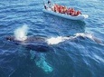 Whale Watching Cruise in Cabos San Lucas and Ground Transportation