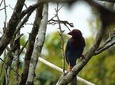 Bird Watching Tours in Sinharaja Rain Forest