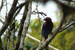 Bird Watching Tours in Sinharaja Rain Forest