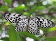 Sinharaja Rainforest Tours