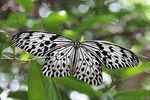 Sinharaja Rainforest Tours