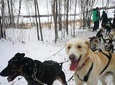 Dog Sledding