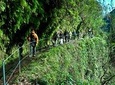 Levada do Rei Full Day Tour