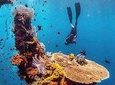 All Inclusive Bali Scuba Diving at Padangbai with Lunch and Transport