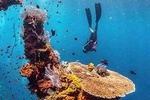 All Inclusive Bali Scuba Diving at Padangbai with Lunch and Transport
