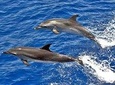 Dolphin Watching in Mogan
