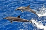 Dolphin Watching in Mogan