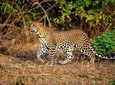 Half Day Safari at Yala National Park with Lunch from Ella / Bandarawela