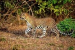 Half Day Safari at Yala National Park with Lunch from Ella / Bandarawela