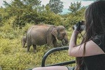 Udawalawe Half Day Safari (Entrance + Lunch)