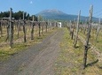Pompeii-Wine tasting tour with licensed guide included