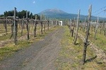 Pompeii-Wine tasting tour with licensed guide included