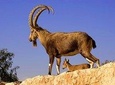 Khor Virap, Areni Winery, Noravank + Wild Goat Watching - private tour
