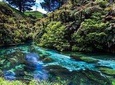 Redwood Forest , Blue Springs & Huka Falls Day Tour from Auckland