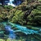 Redwood Forest , Blue Springs & Huka Falls Day Tour from Auckland