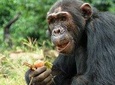 1 day Fishing and Chimpanzee Island tour