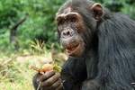 1 day Fishing and Chimpanzee Island tour